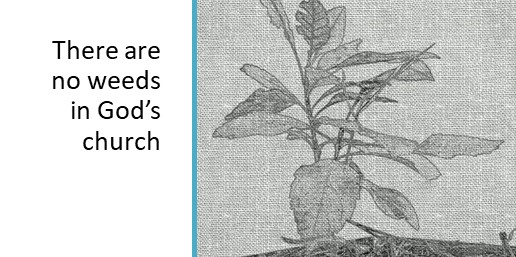 There are no weeds in God’s church